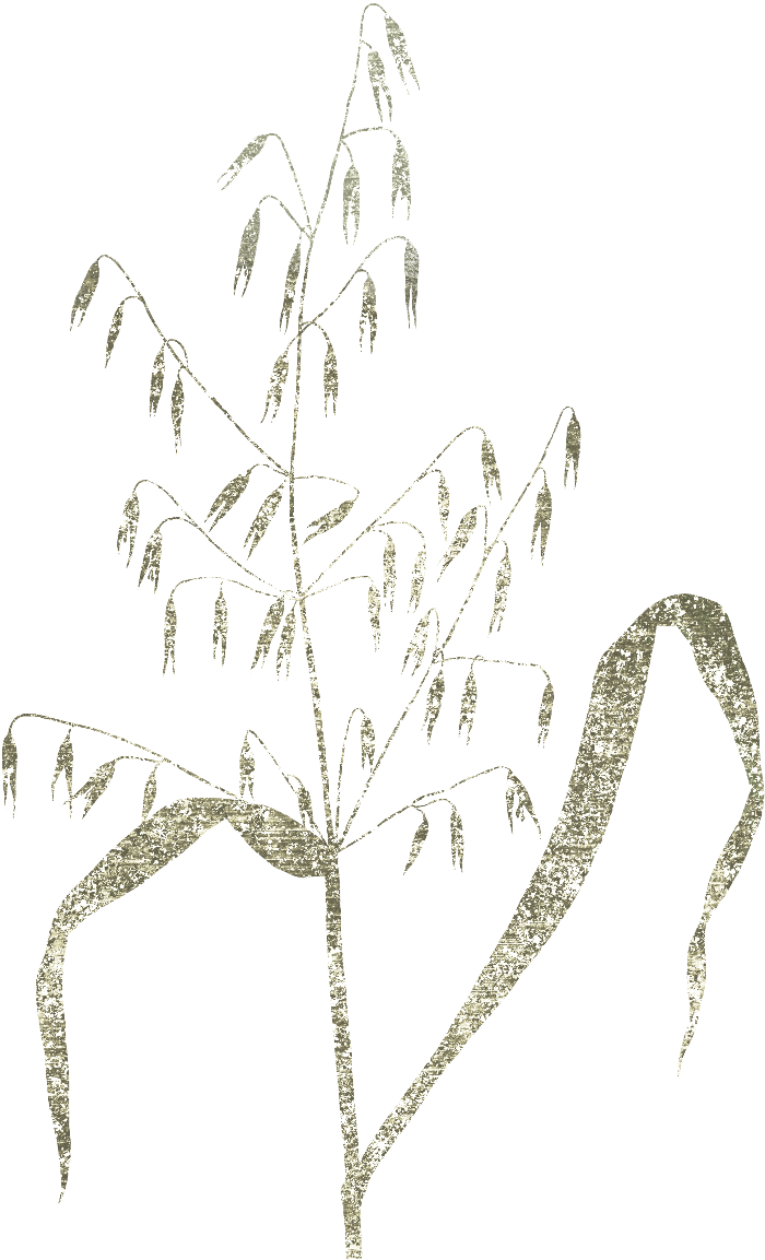 A minimalist line-art illustration of a grain stalk with textured, glittery gold details on a solid white background.