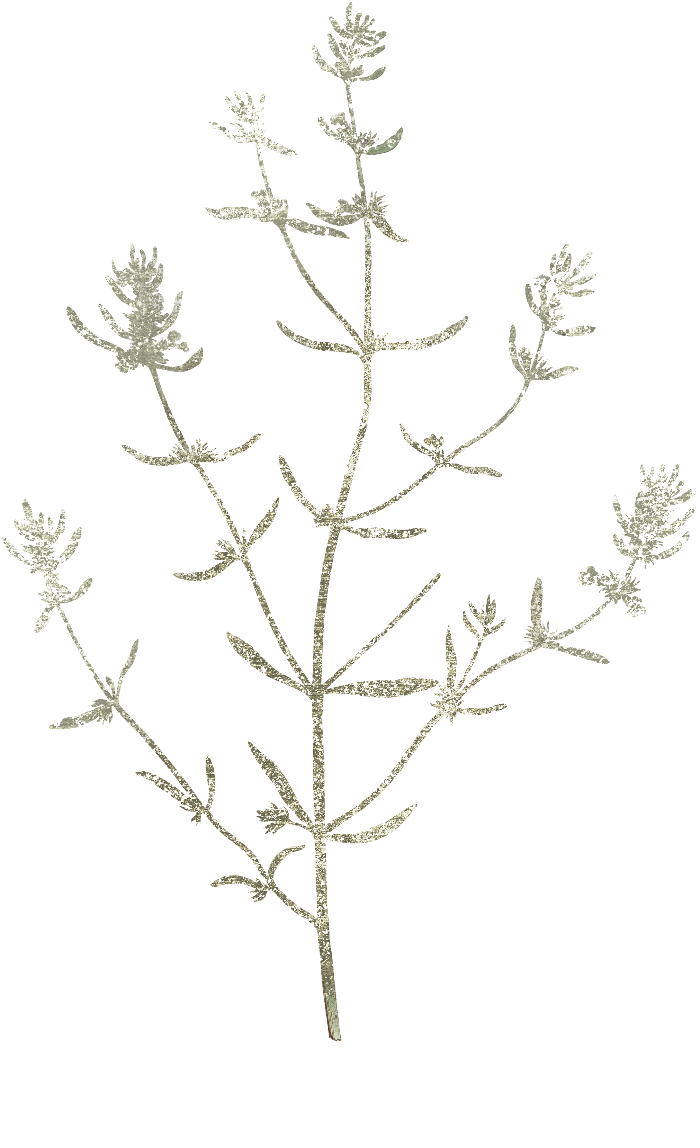 A botanical illustration of a dried or pressed herb stem with small clustered flowers, shown in a light sage green color on a solid white background.