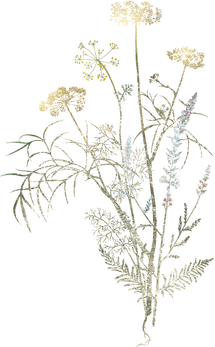 A botanical illustration of wild carrot or dandelion-like plants with feathery stems and umbelliferous heads, rendered in muted gold, sage green, and pale blue tones on a solid black background.