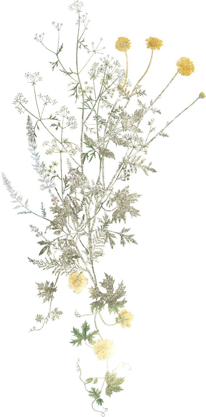A botanical illustration of a dried flower and herb bundle featuring yellow chamomile-like blossoms and delicate green and beige leaves on a solid white background.