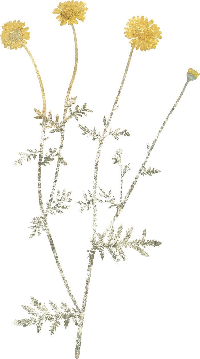 A botanical illustration of dried yellow flowers with delicate silver-gray stems and leaves on a plain white background.